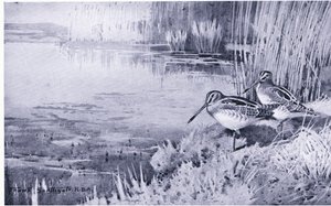 مكان تغذية مفضل بواسطة فرانك ساوثجيت